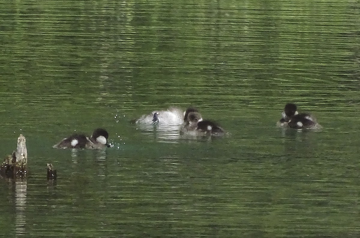 Bufflehead - ML248781041