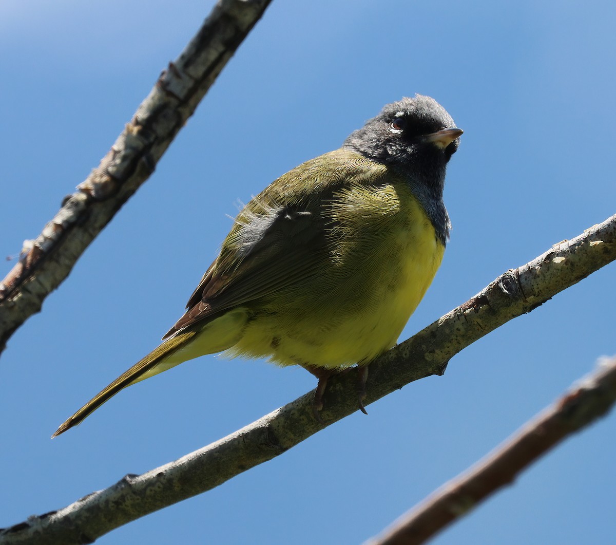 MacGillivray's Warbler - ML248782031