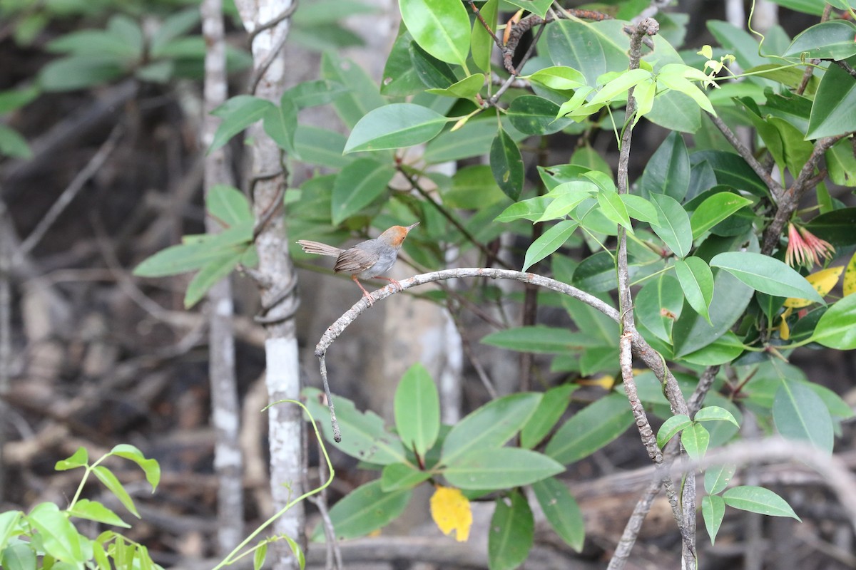 Ashy Tailorbird - Ronnaphon Engchuan