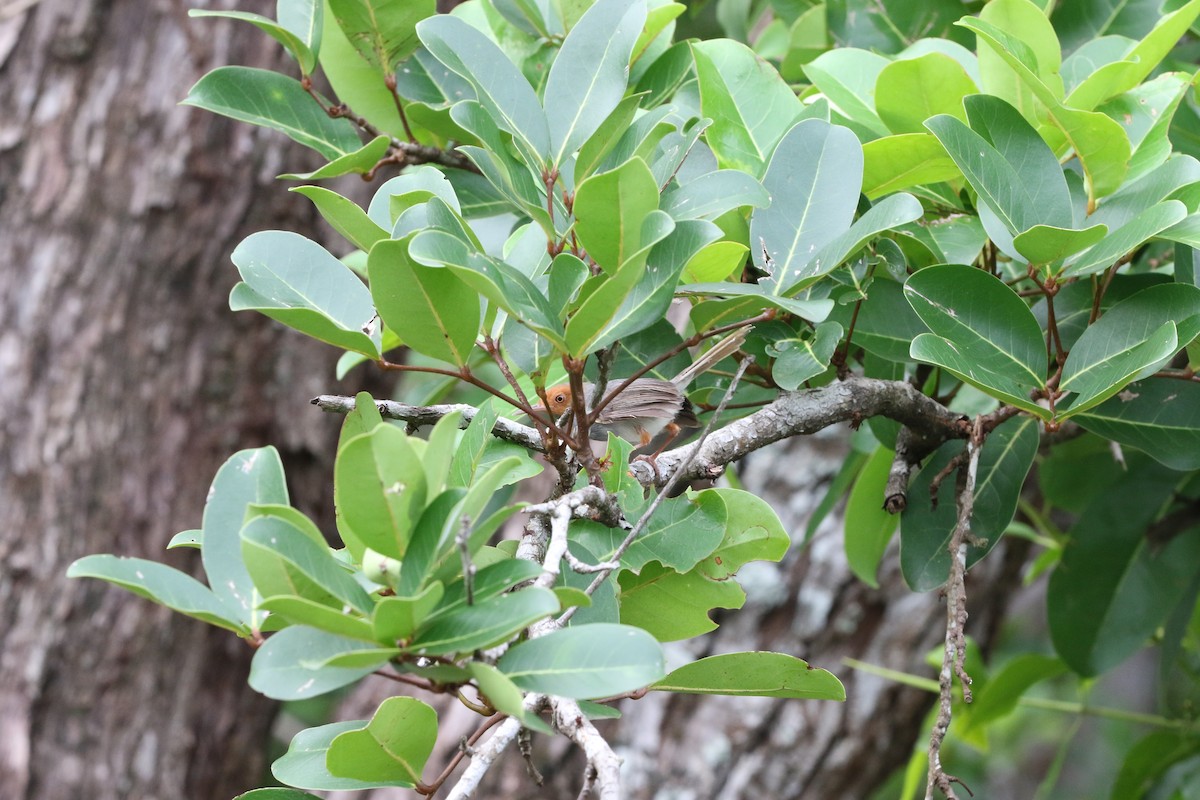 Ashy Tailorbird - Ronnaphon Engchuan