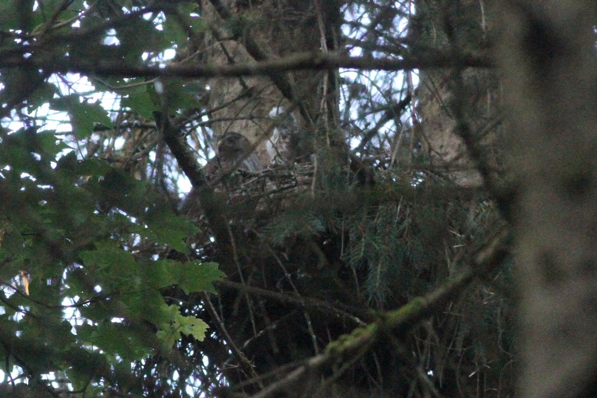 Sharp-shinned Hawk - ML248782871