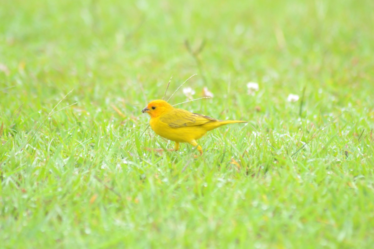 Saffron Finch - ML248783571