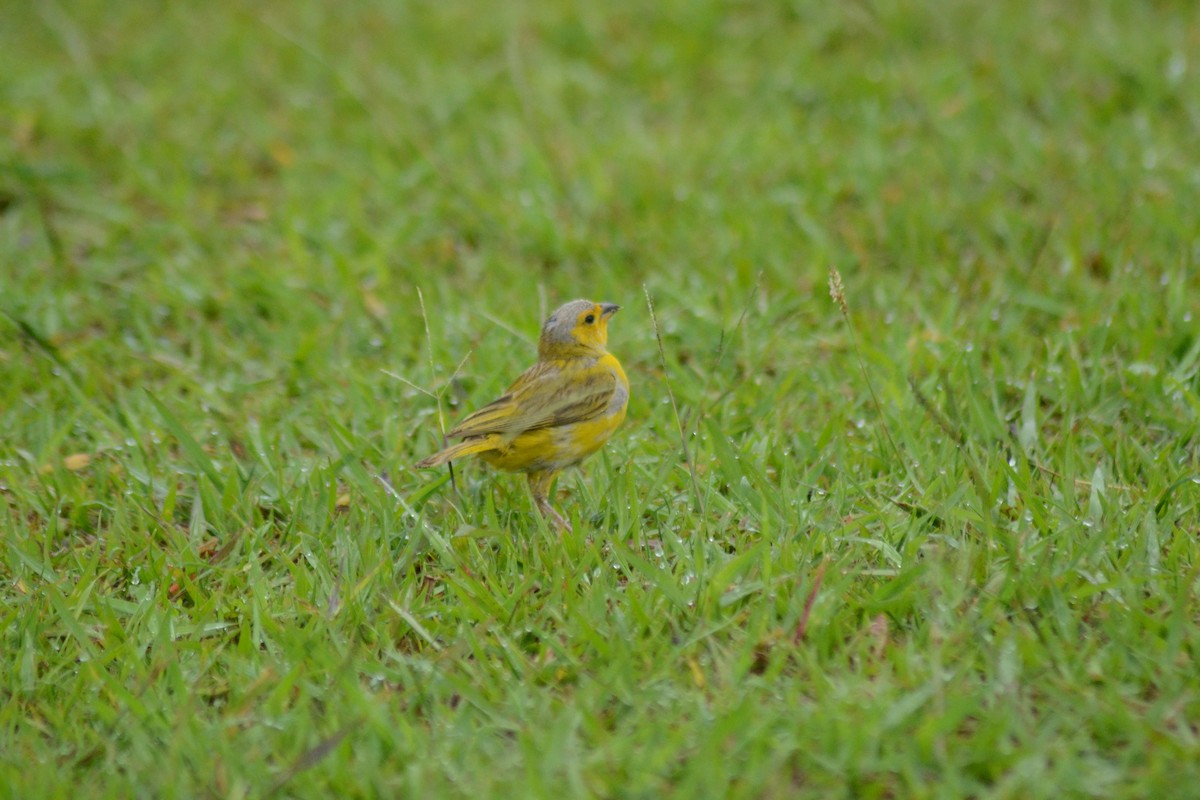 Saffron Finch - ML248783611