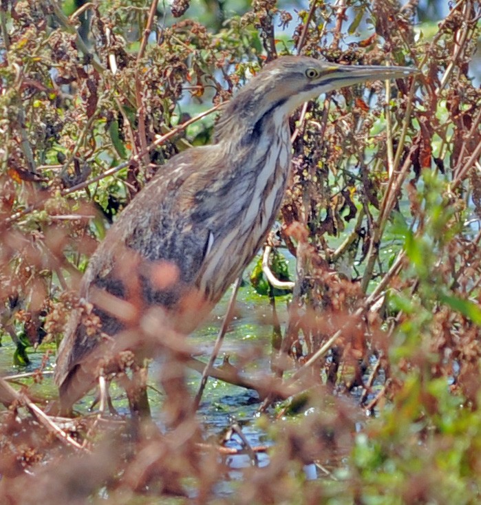 American Bittern - ML248783771