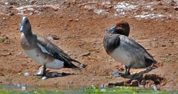 צולל אמריקני - ML248783971