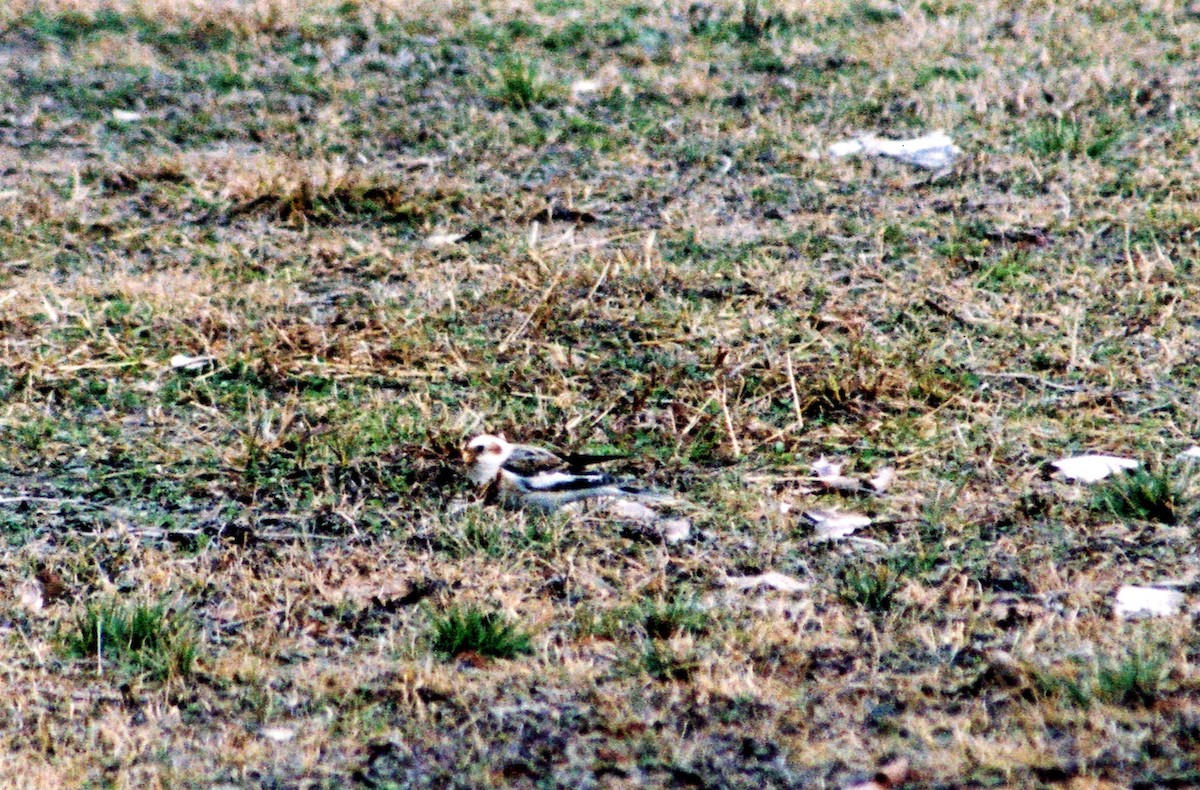 Snow Bunting - ML24878801