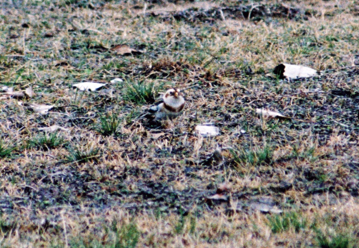 Snow Bunting - ML24878811