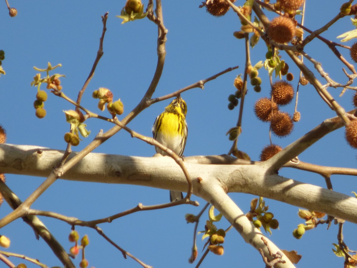 Townsend's Warbler - ML24879081