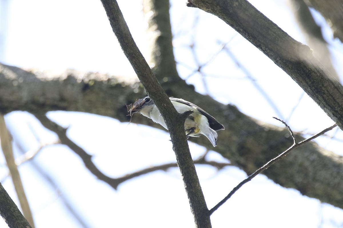 Blue-headed Vireo - Malinda Chapman