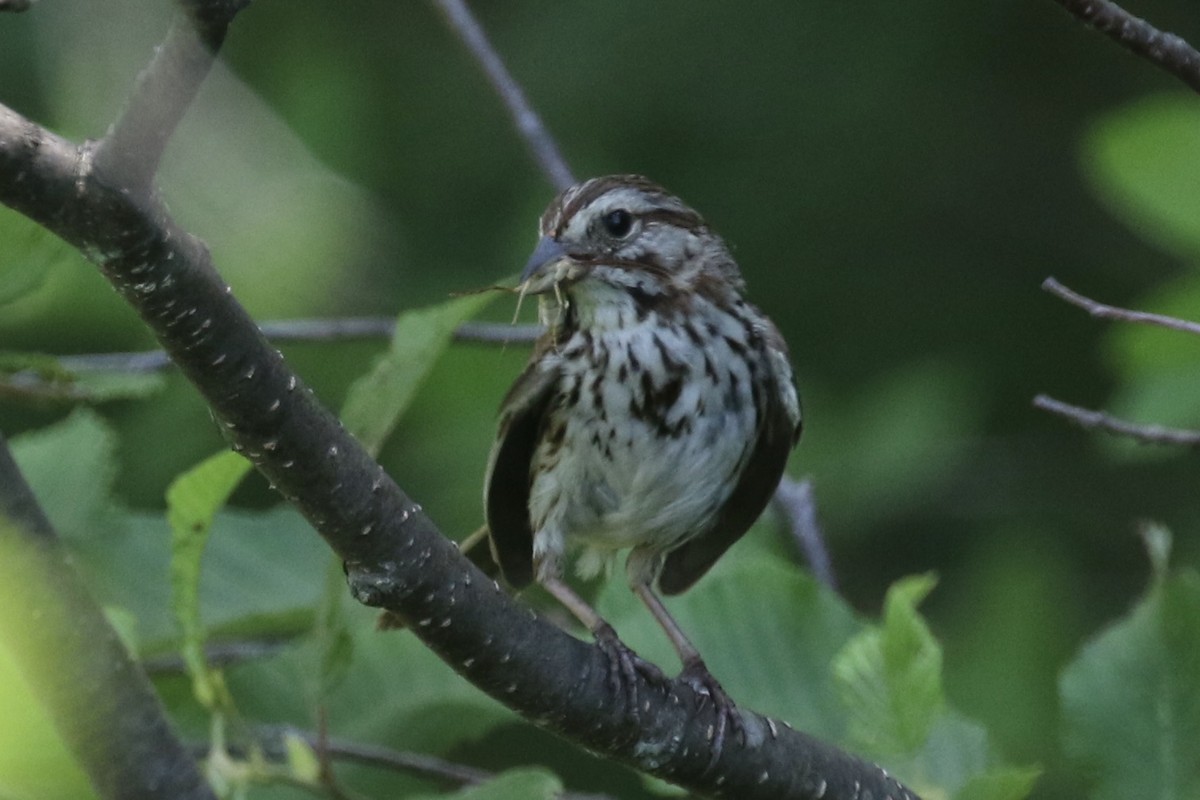 Song Sparrow - ML248792601