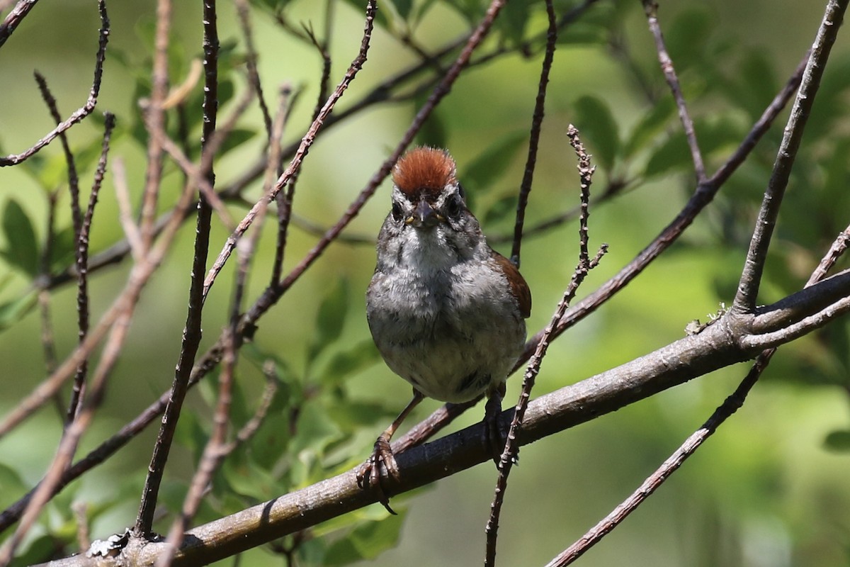 Swamp Sparrow - ML248792671