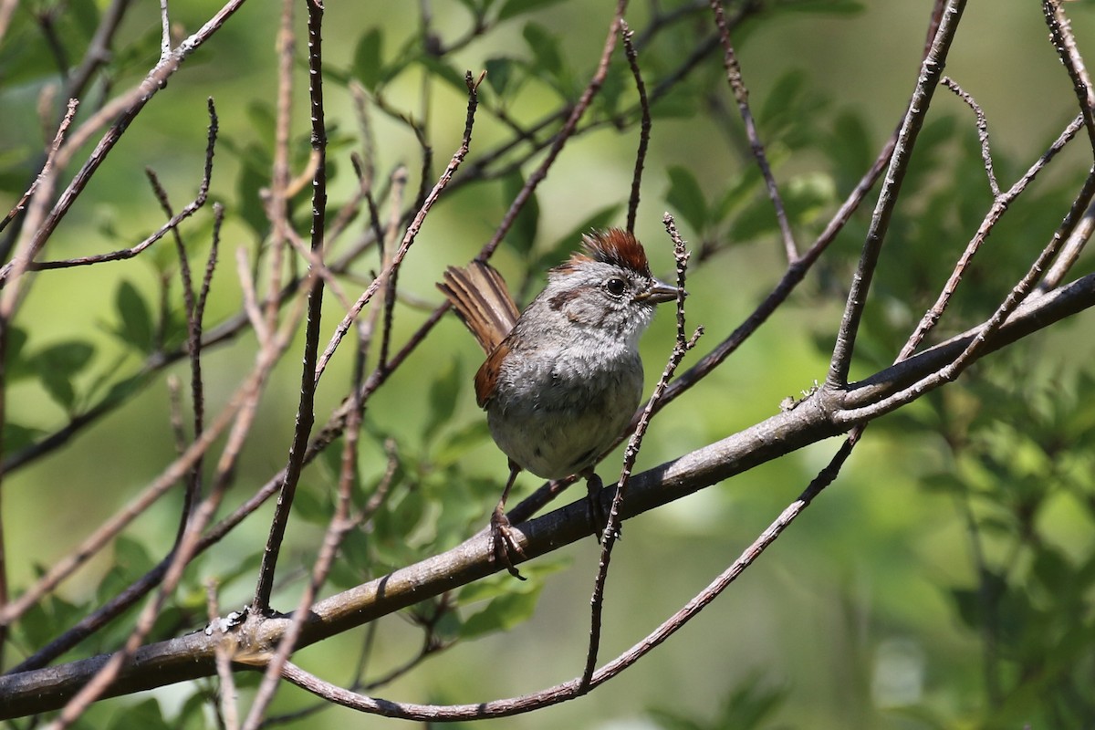 Swamp Sparrow - ML248792681