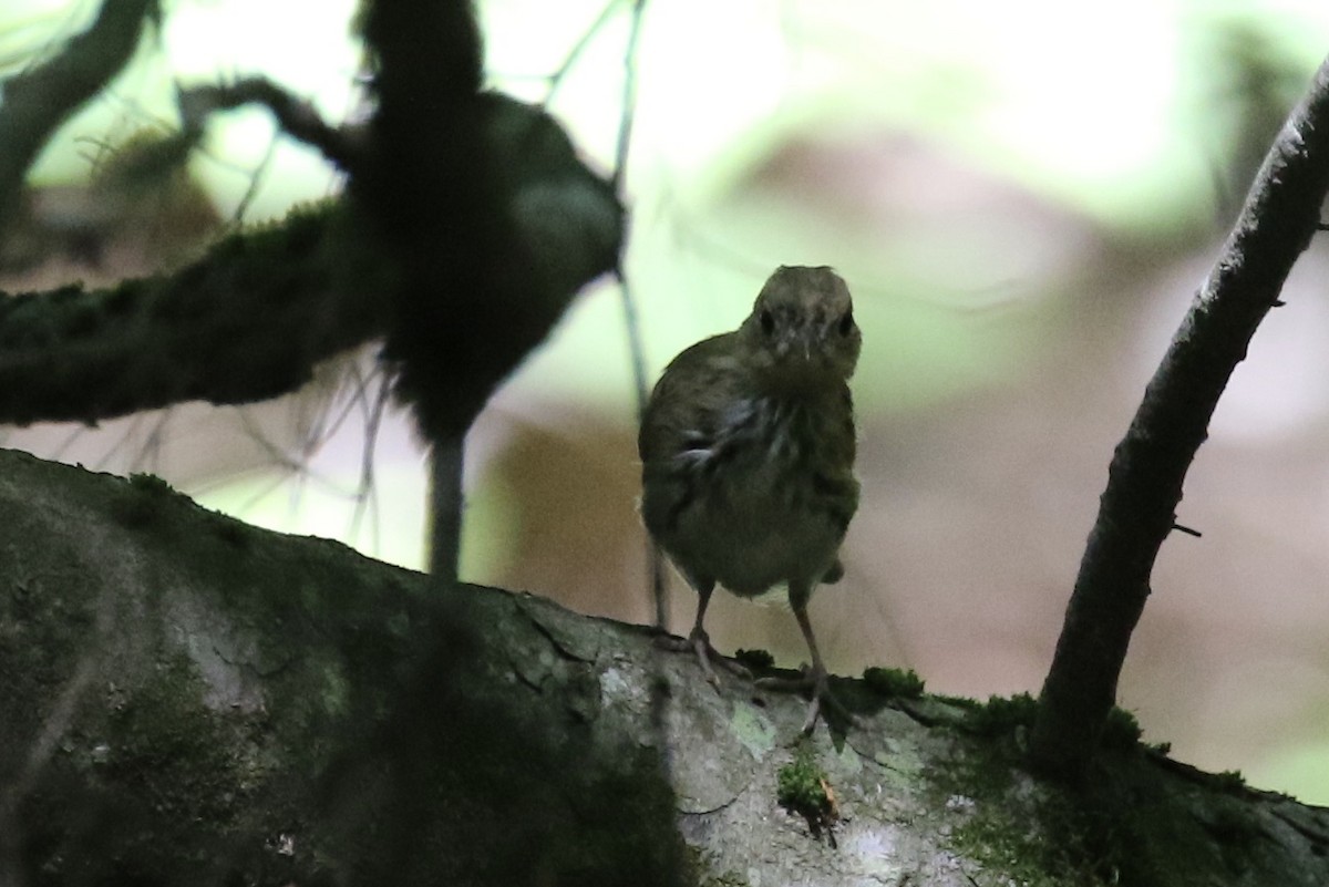 Ovenbird - ML248792761