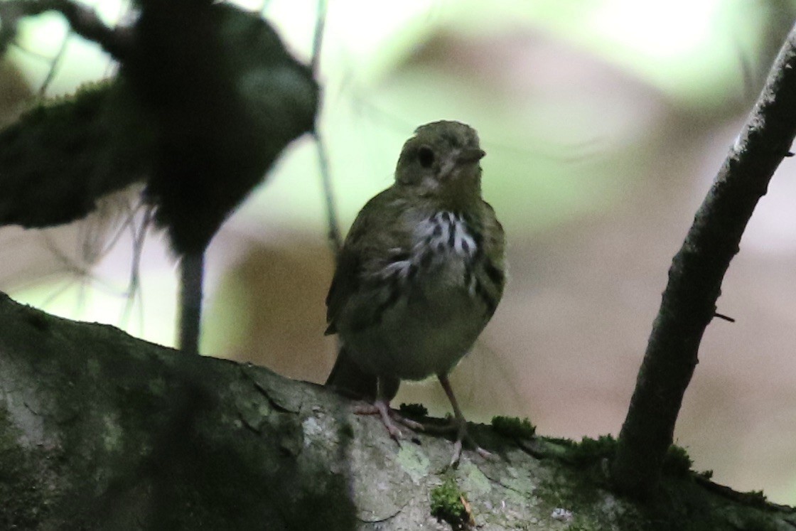 Ovenbird - ML248792771