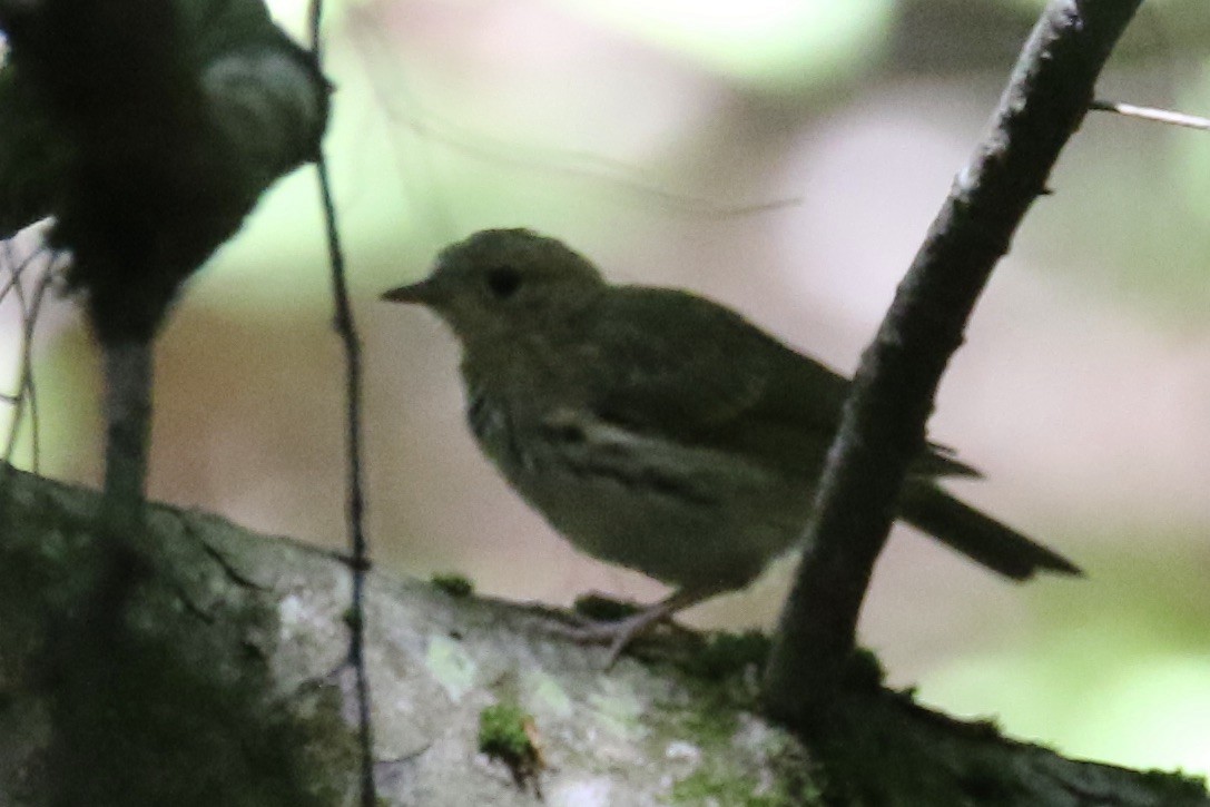 Ovenbird - ML248792781