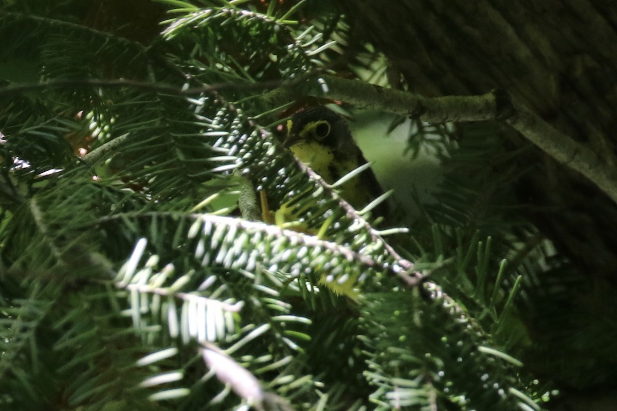 Canada Warbler - ML248792841