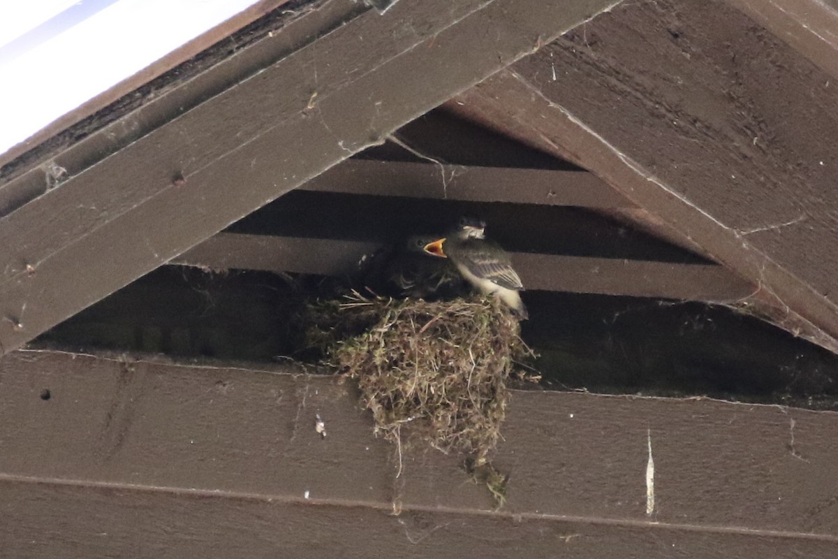 Eastern Phoebe - ML248792851