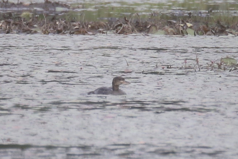 Hooded Merganser - ML248794071