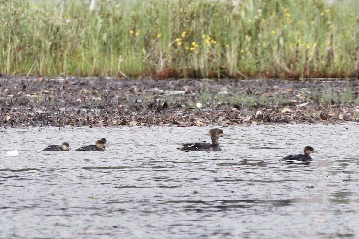 Hooded Merganser - ML248794081