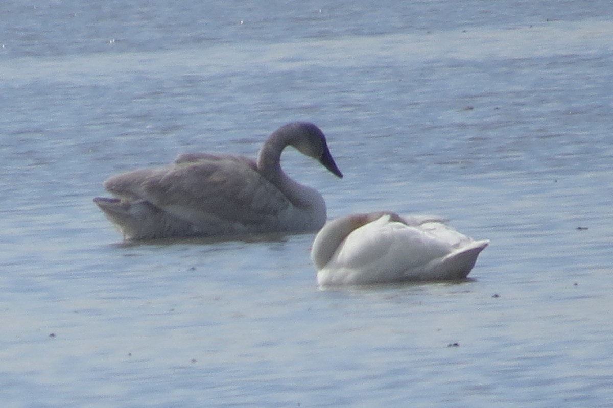 Trumpeter Swan - ML24879431