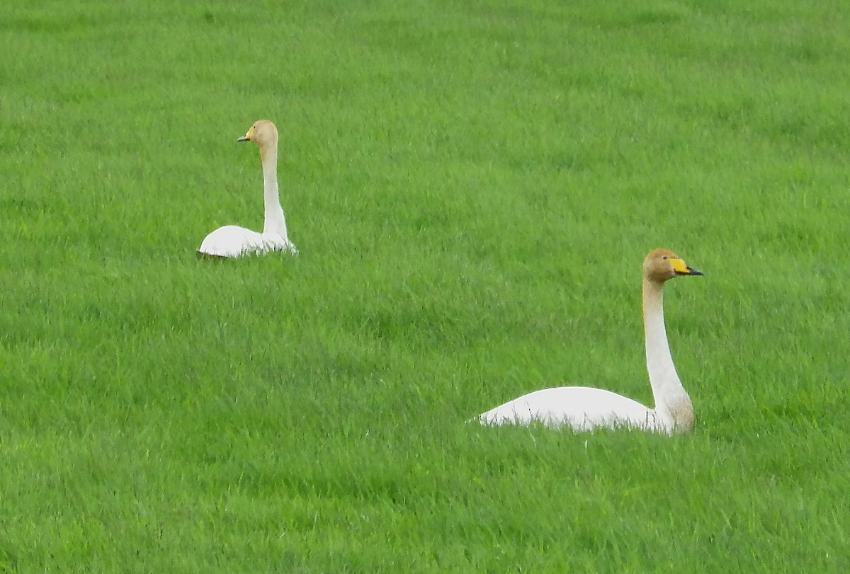 Гангар хун - ML248798351