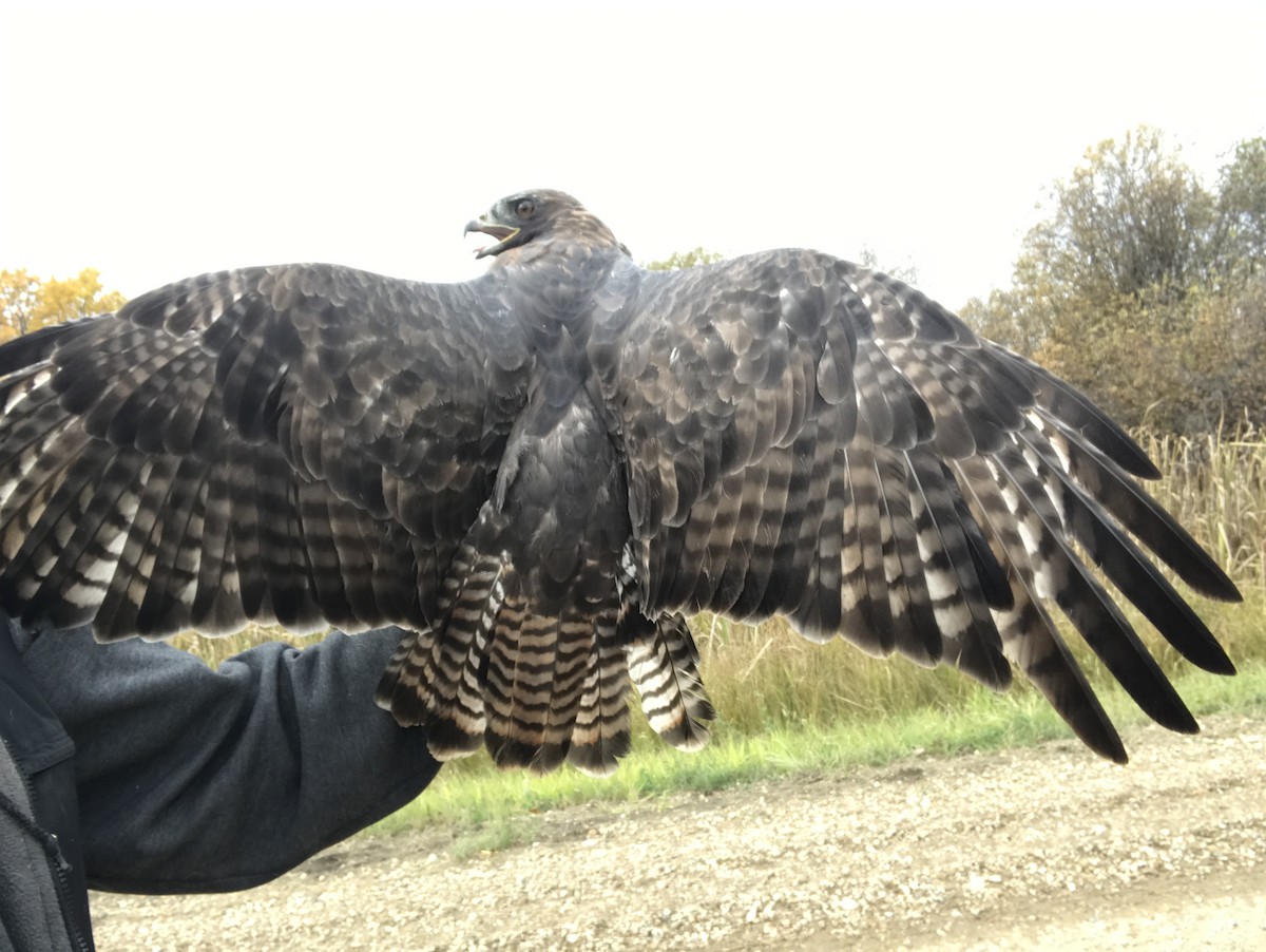 Red-tailed Hawk (Harlan's) - ML248800091