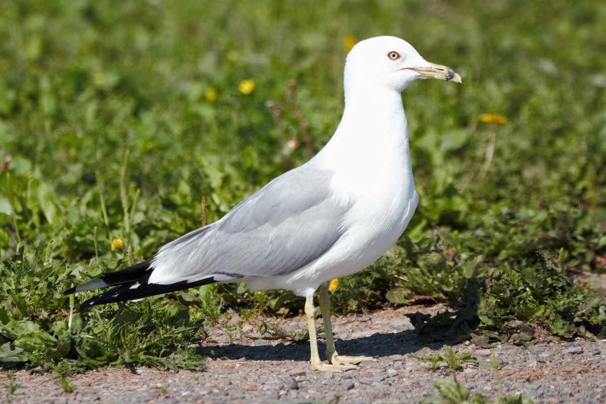 Ring-billed Gull - Mitch (Michel) Doucet
