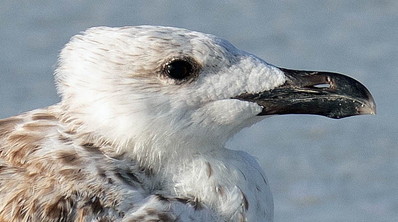 Great Black-backed Gull - ML248802701