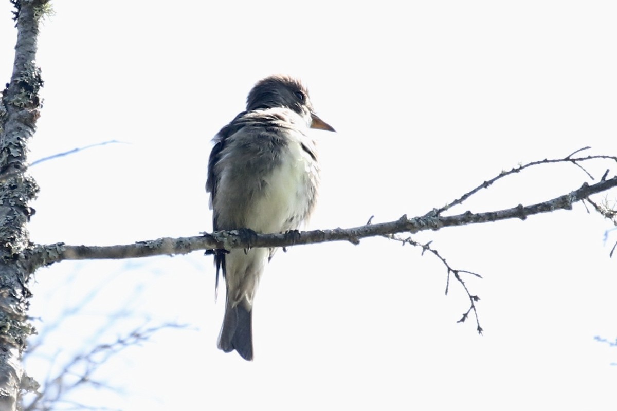 Olive-sided Flycatcher - ML248804681