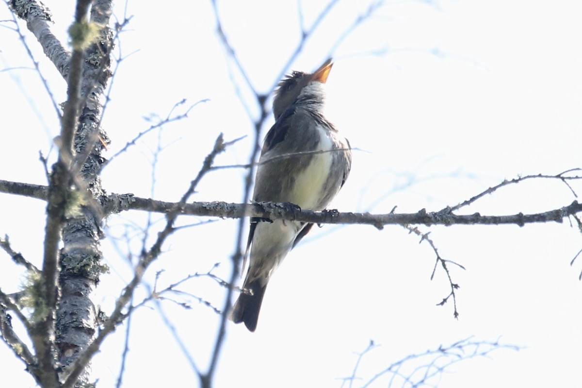 Olive-sided Flycatcher - ML248804691