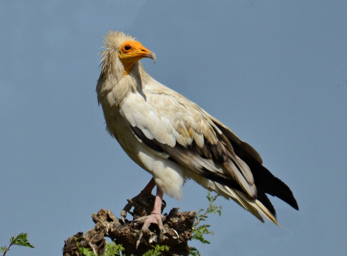 Egyptian Vulture - Savithri Singh