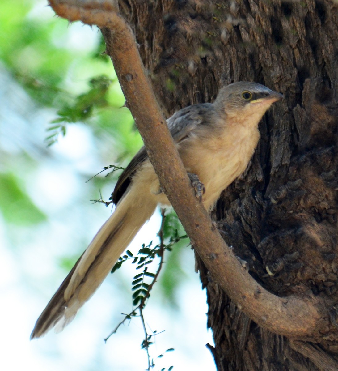 Large Gray Babbler - ML248805151