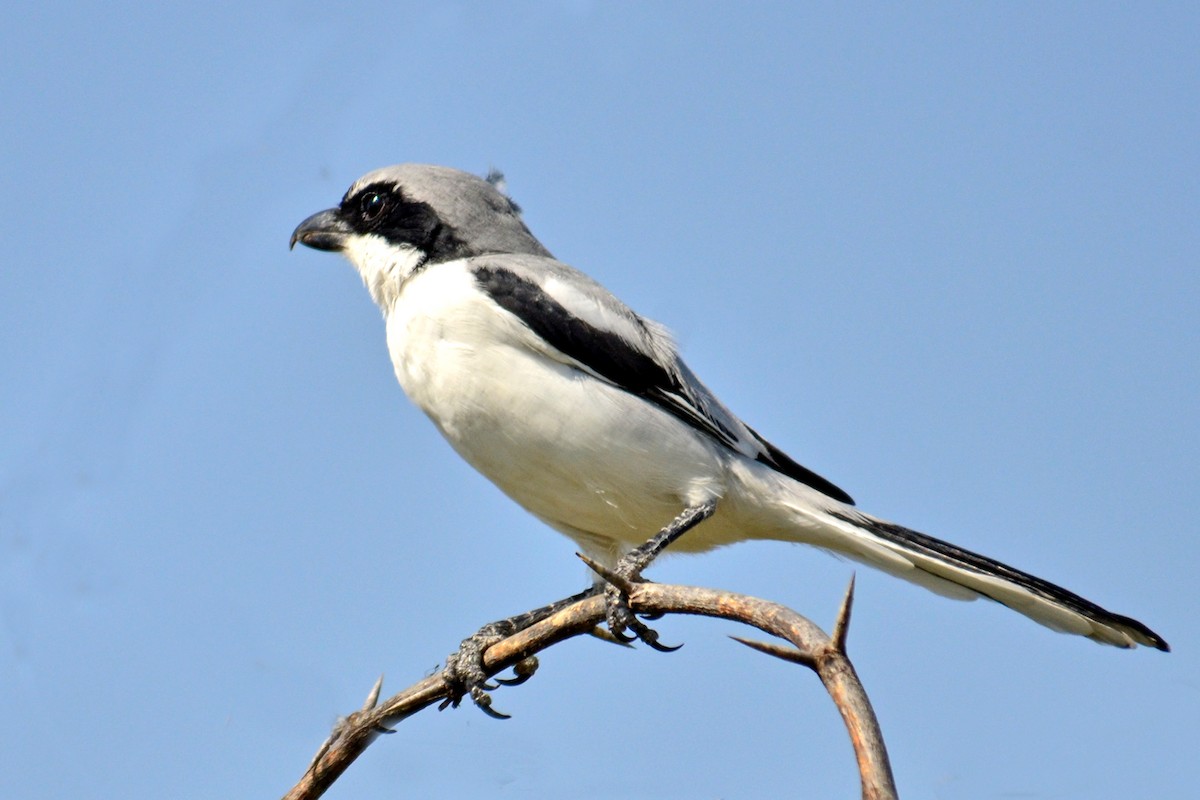 Great Gray Shrike - Savithri Singh