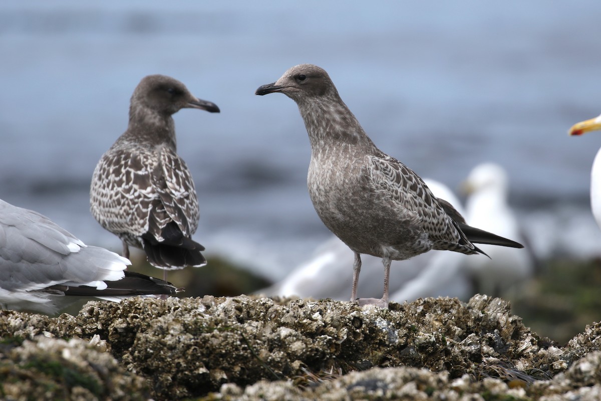 California Gull - ML248805321