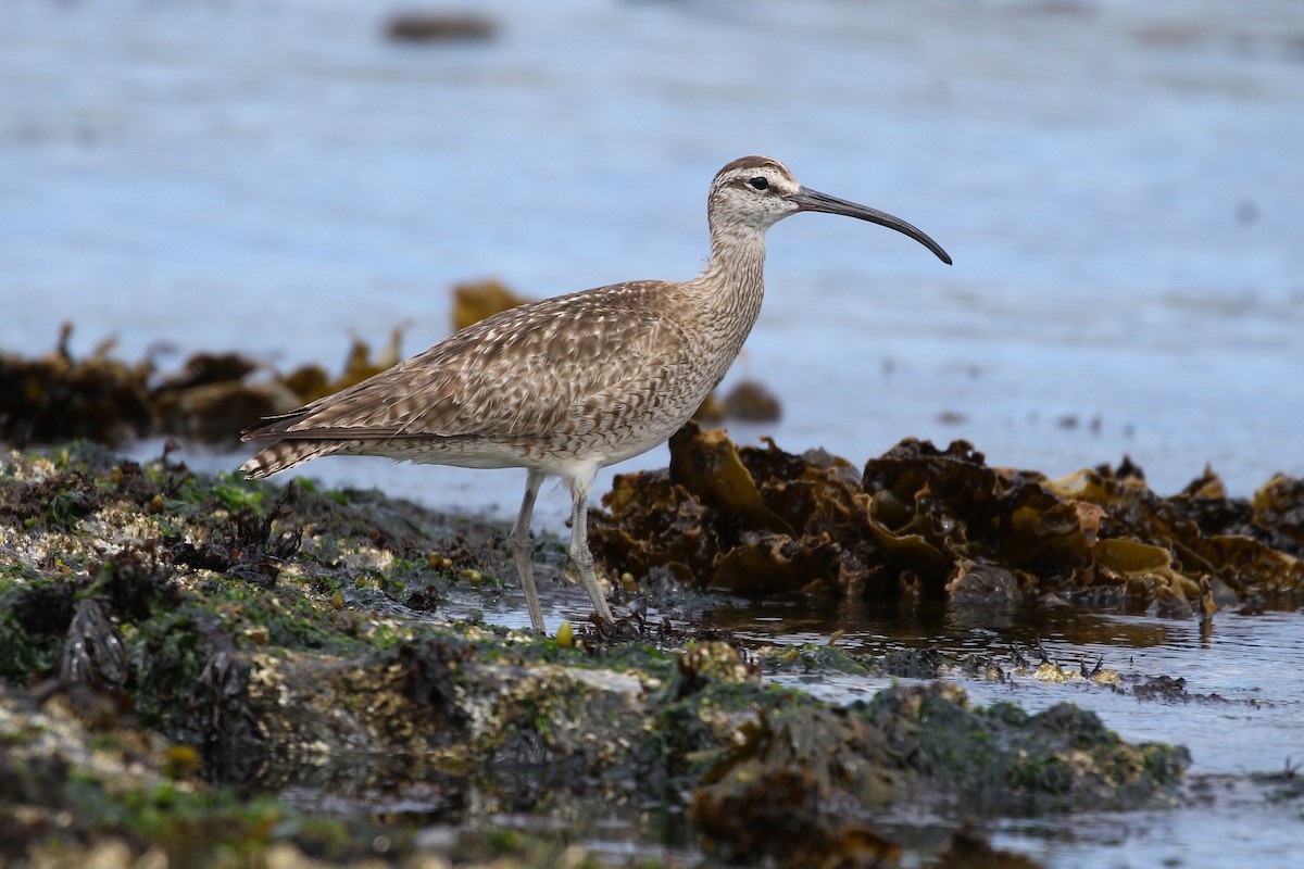 Regenbrachvogel - ML248805331