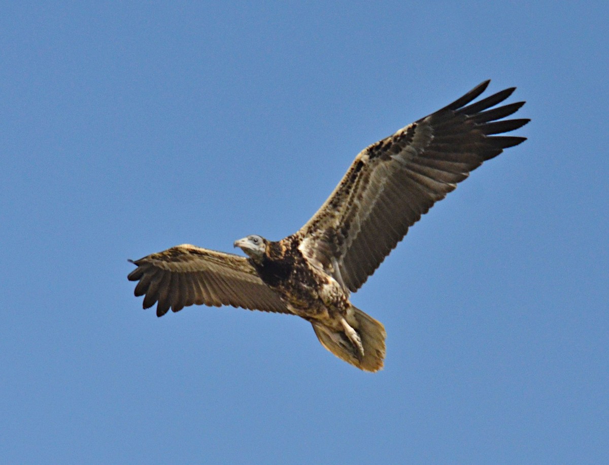 Egyptian Vulture - Savithri Singh