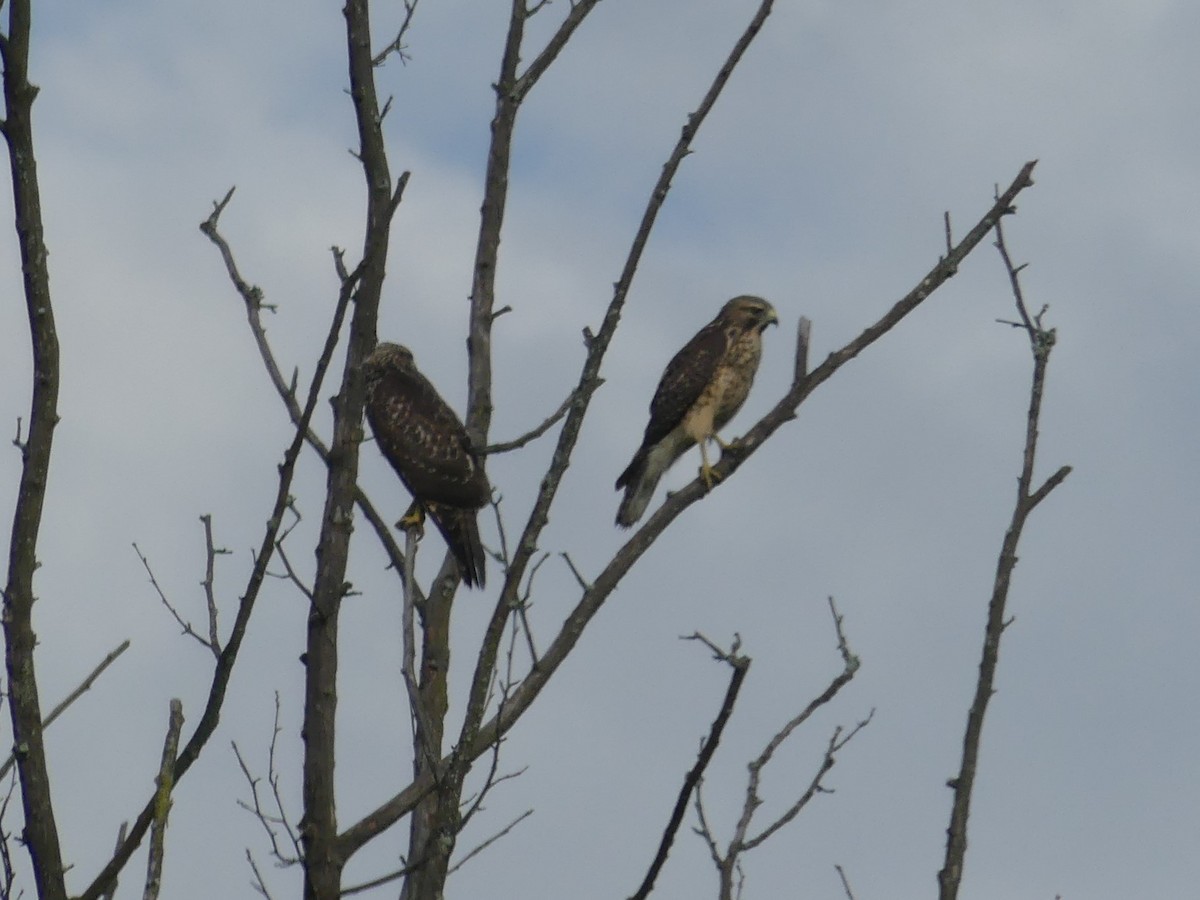 Red-shouldered Hawk - ML248805431