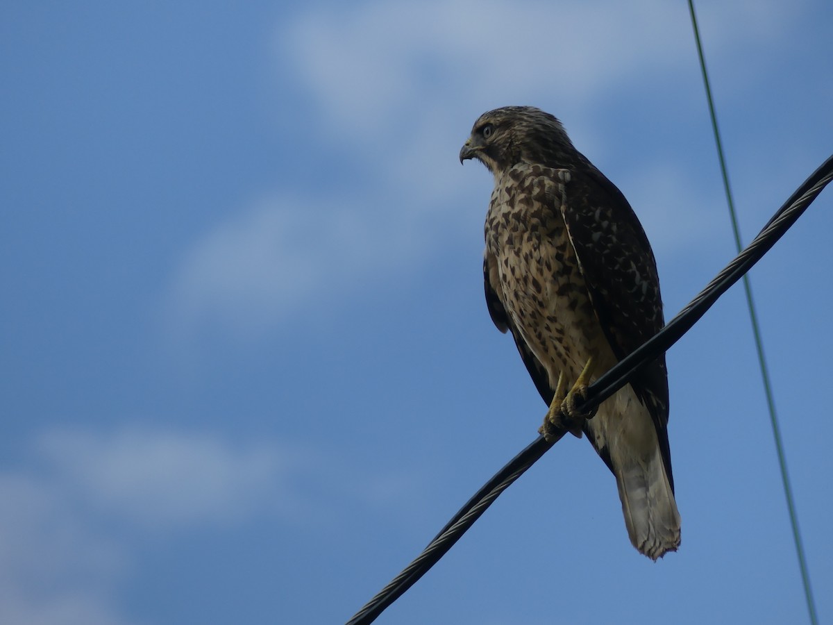 Red-shouldered Hawk - ML248805451