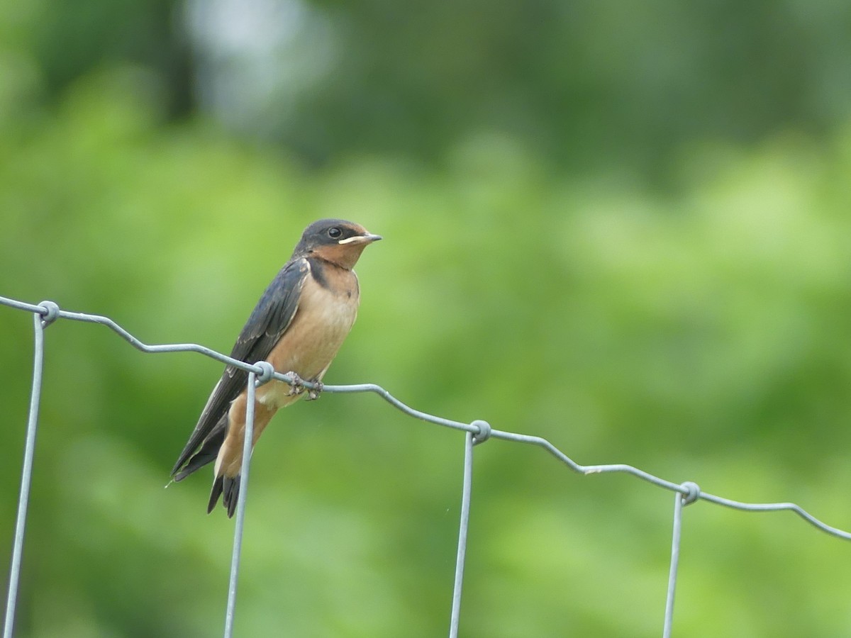 Barn Swallow - ML248805541