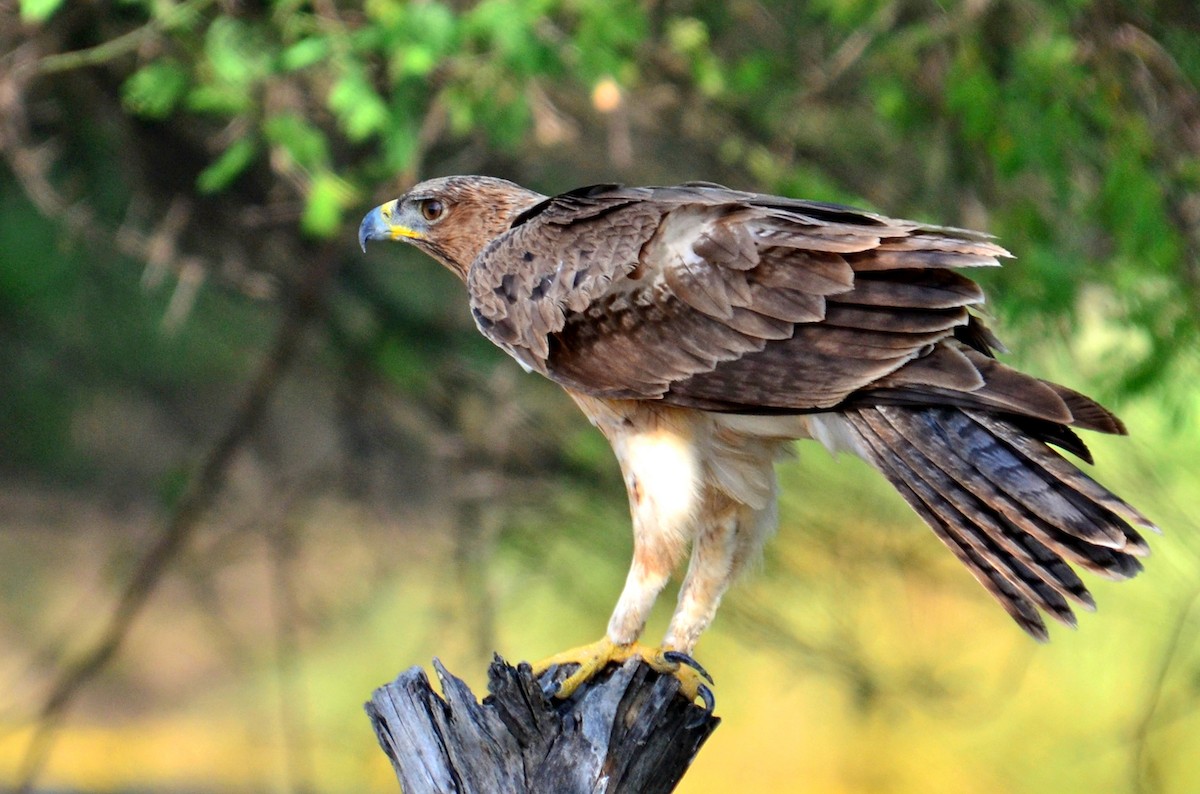 Bonelli's Eagle - Savithri Singh