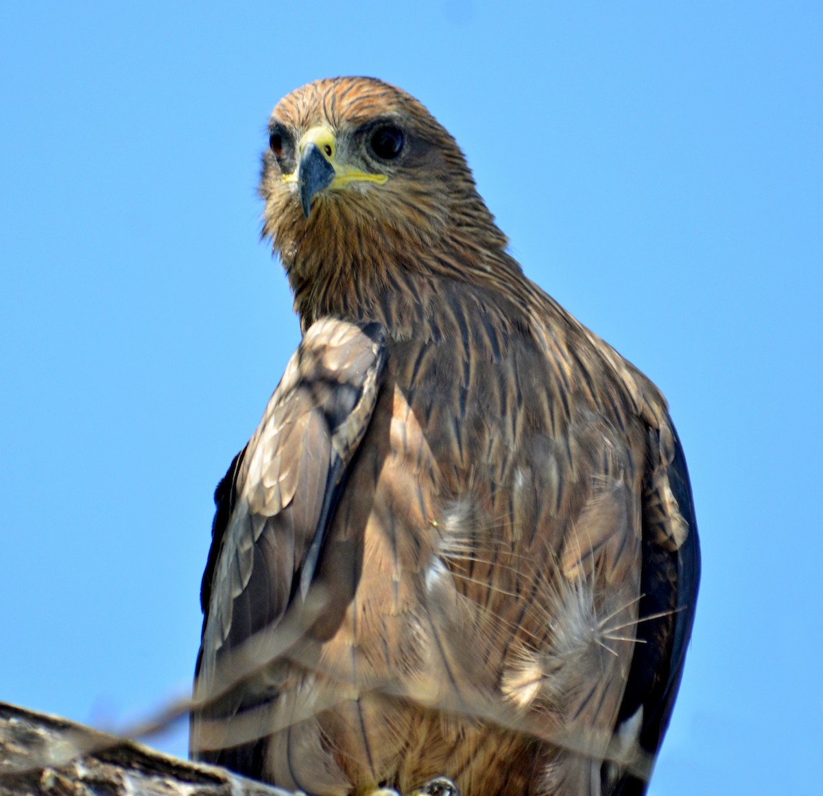 Black Kite - Savithri Singh