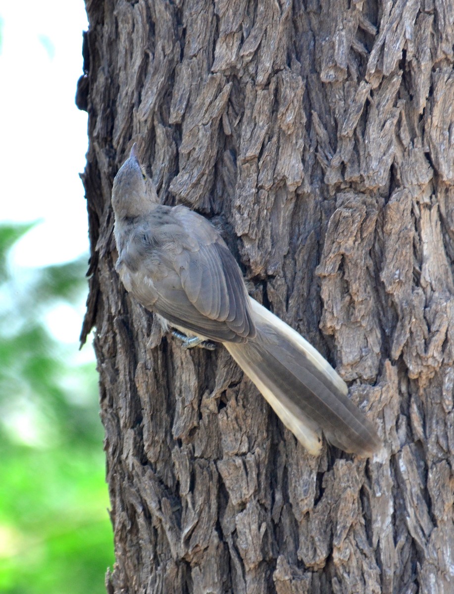 Large Gray Babbler - ML248805791