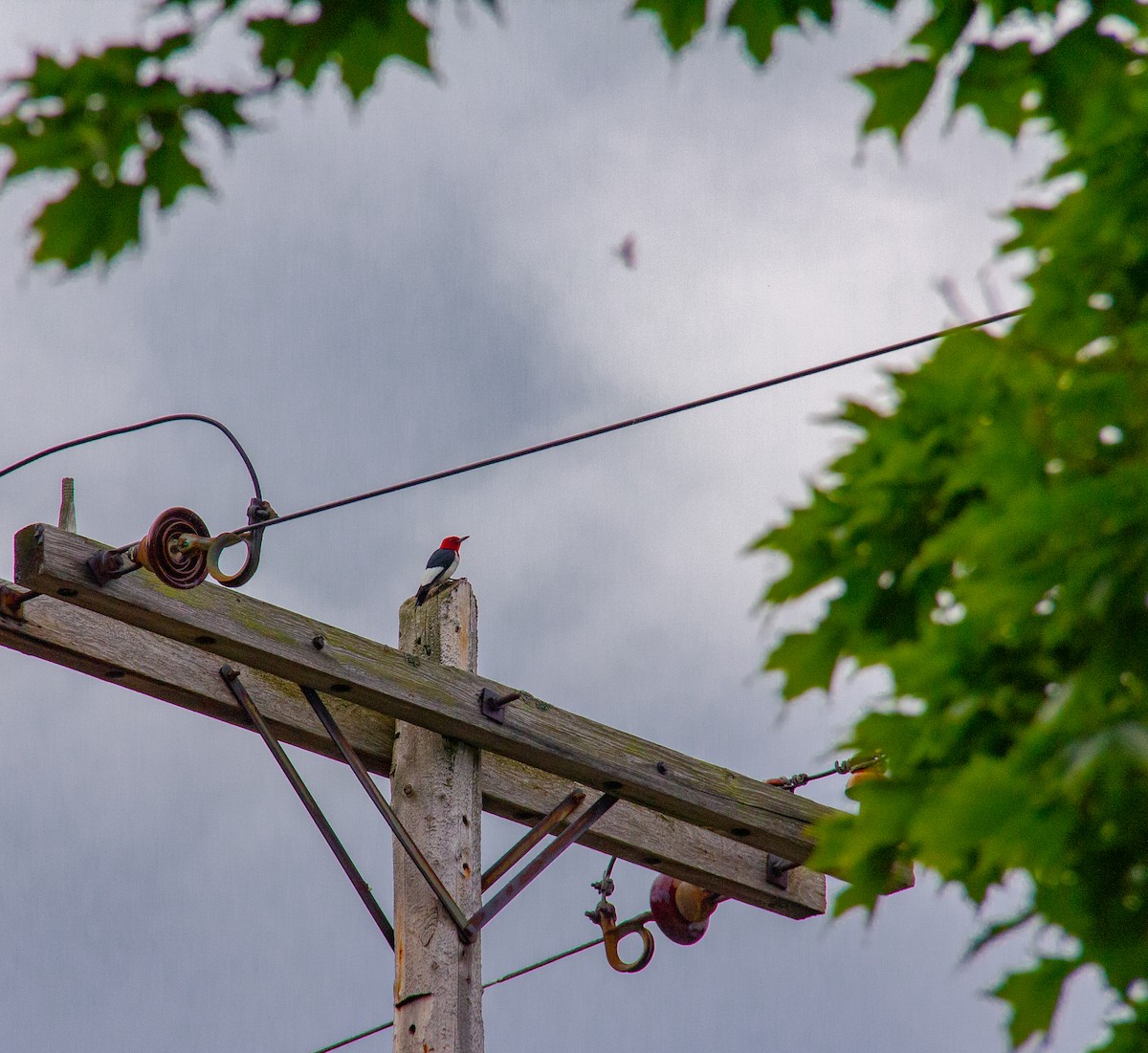 Red-headed Woodpecker - Ryder Shelley
