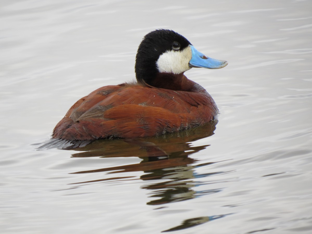 Ruddy Duck - ML248809311