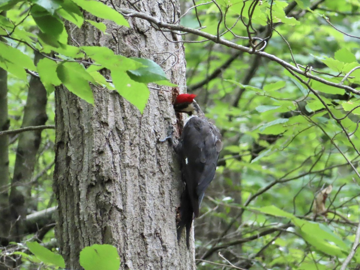 Pileated Woodpecker - ML248810961