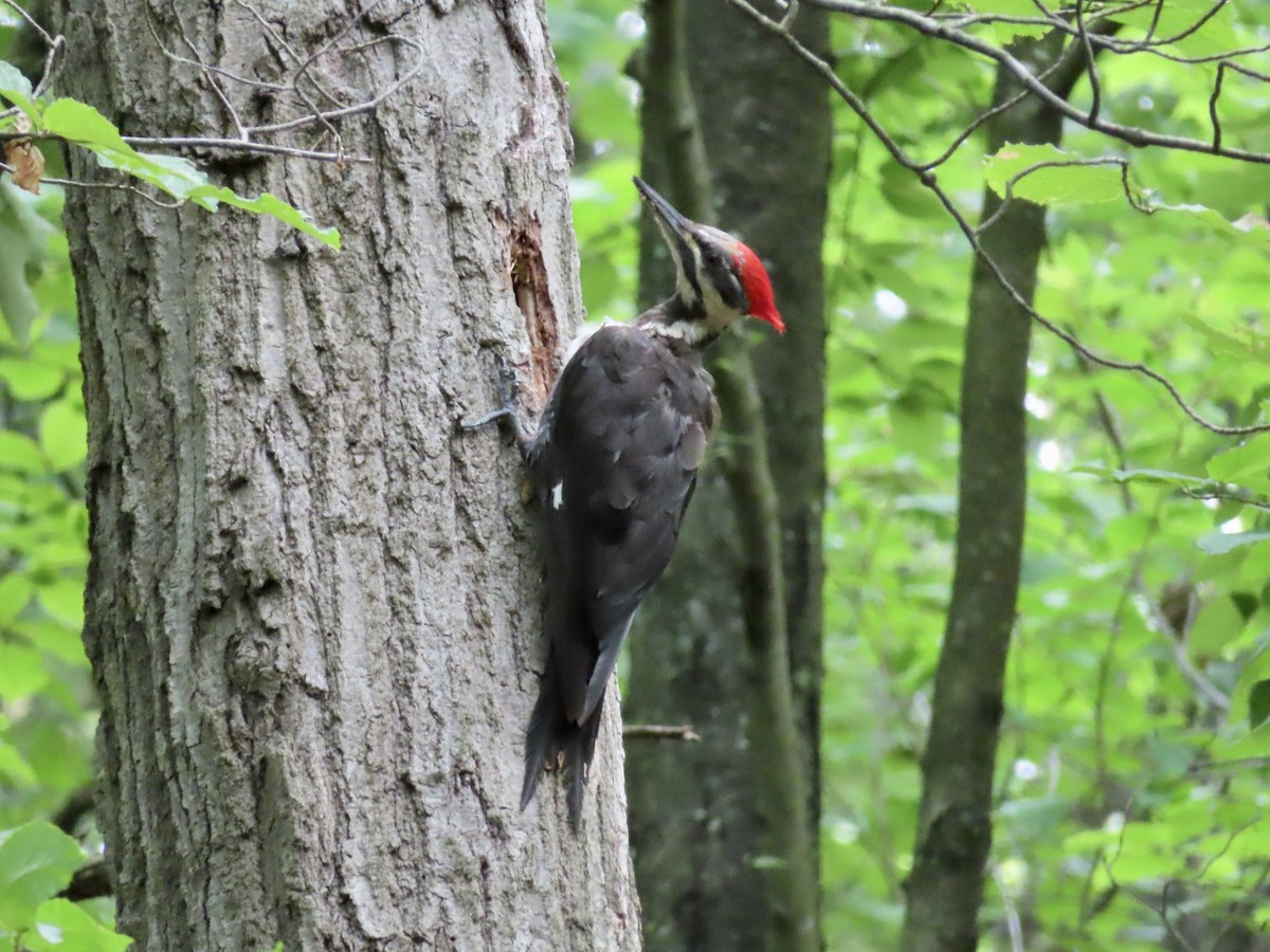 Pileated Woodpecker - ML248811001