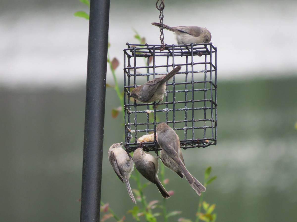 Bushtit - ML248812931