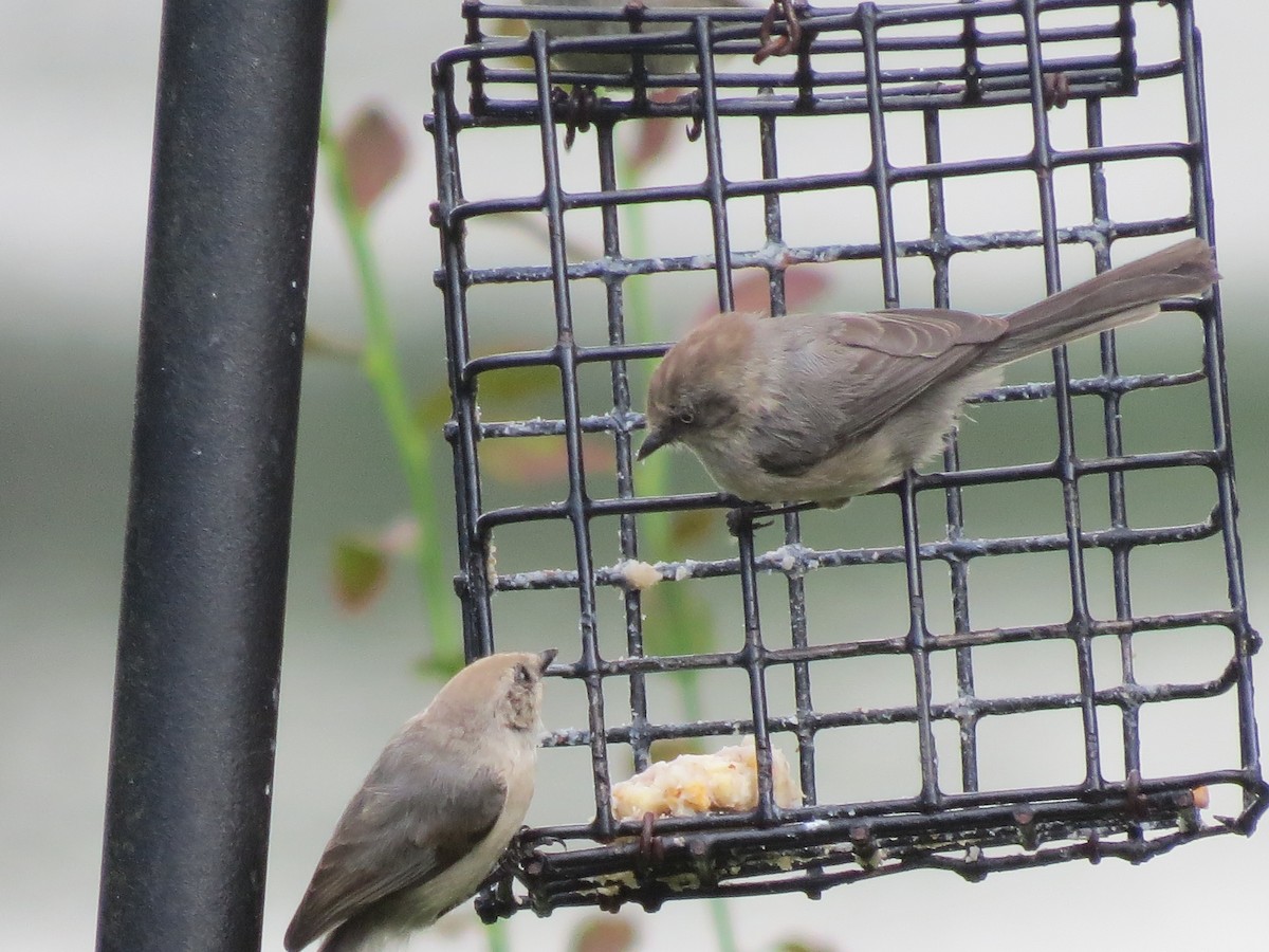 Bushtit - ML248812951