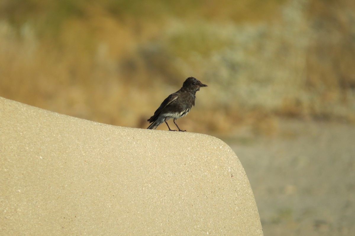 Black Phoebe - ML248813591