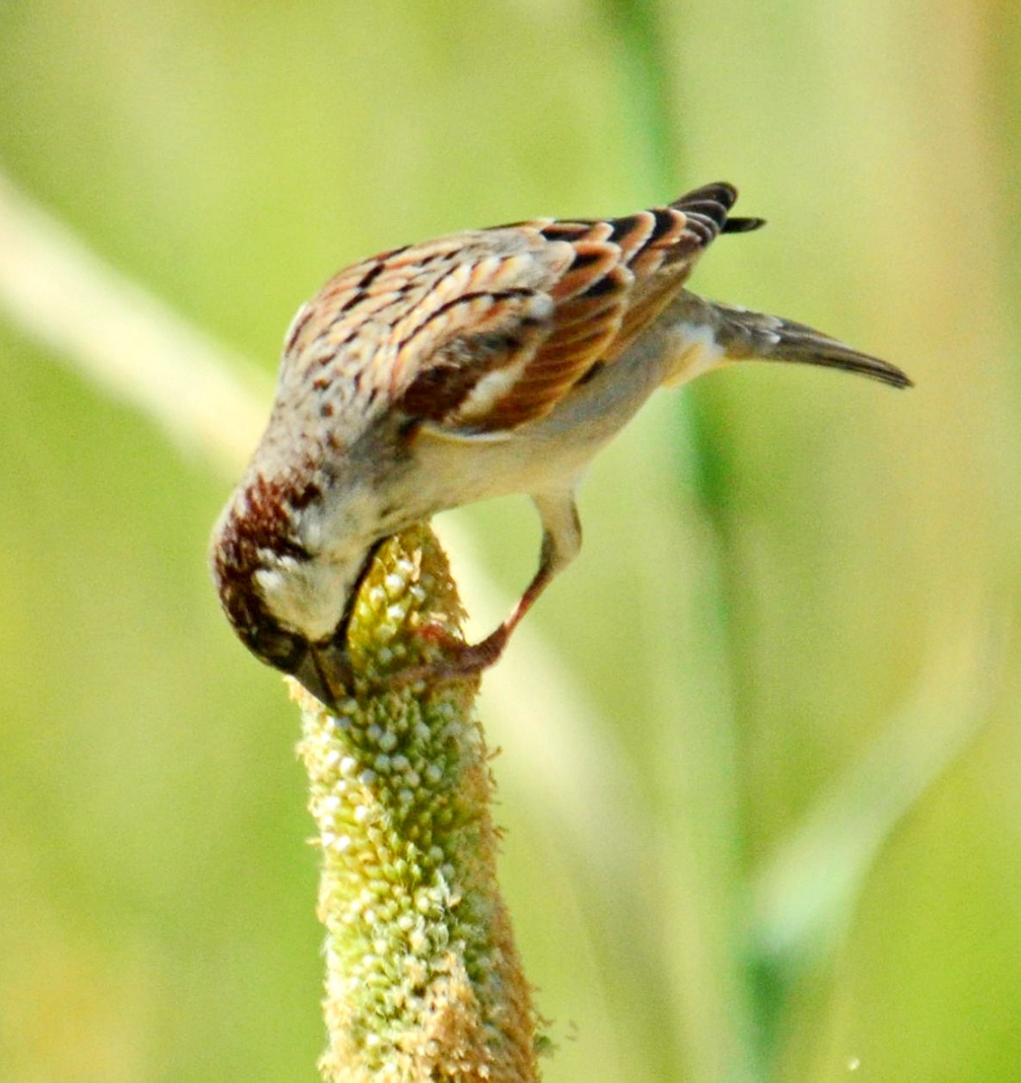 House Sparrow - Savithri Singh